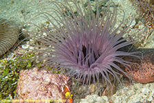 cerianthid